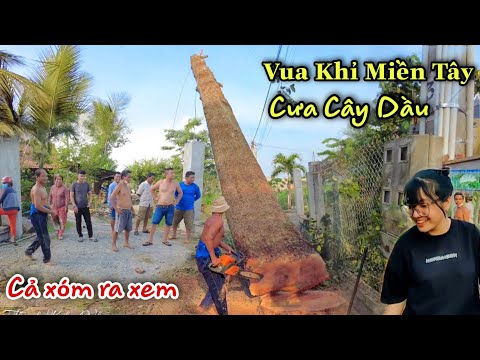 Chấn động! Cả Xóm Kéo Ra Xem Nhóm Vua Khỉ Xử Lý Cây Dầu Siêu Cao Ở Vị Trí Khó. Cut Dipterocarpus
