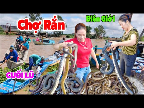 CHỢ RẮN" Cá Đồng lớn Hết Hồn vùng biên Giới Campuchia//Cá Rắn lên bờ cuối mùa lũ