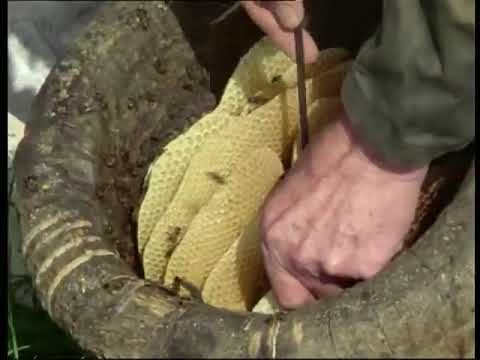 Traditional Skep Beekeeping in the Heatlands of Northern Germany