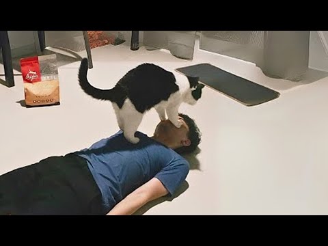 This Cat Thinks He’s the Boss of Everyone 🤣🐾 Funny Cat and Human