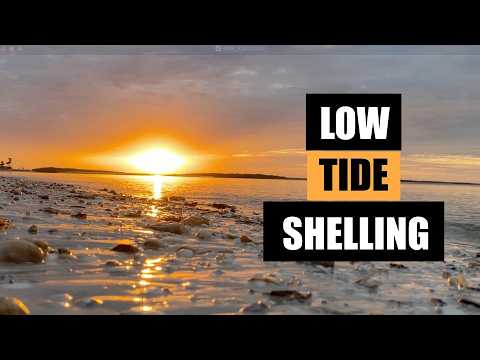 Early morning shell hunting at low tide. I left the best shell behind on purpose!