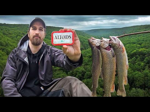 3 Days in the Wild Using an Altoids Tin Survival Kit to Survive - No Food or Water