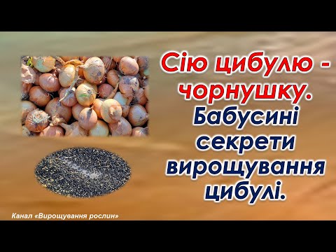 Сію цибулю - чорнушку. Бабусині секрети вирощування цибулі