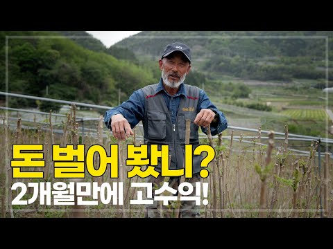 두릅 재배 전문가의 비밀 노하우! 2개월만 일하고 높은 수익을 올리는 두릅 재배 비결
