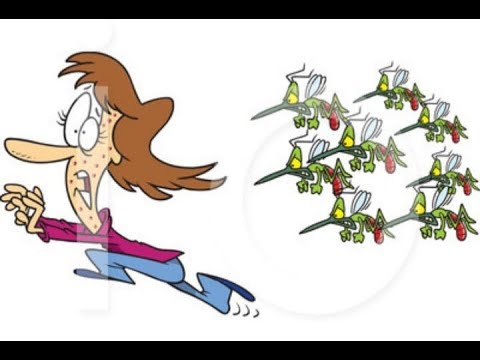 Hurricane Florence Mosquito Swarms