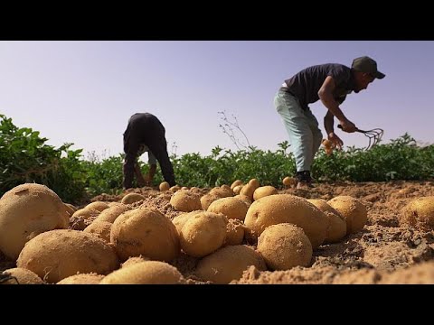 From sand to spuds: How Algeria galvanised its agricultural sector