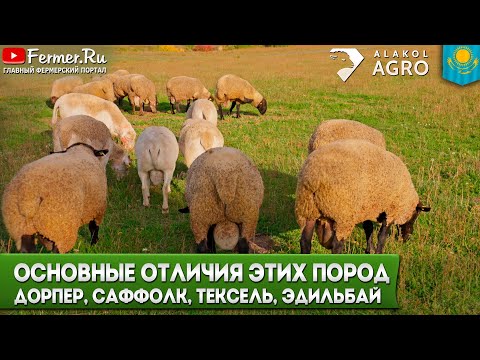 Эдильбаевские бараны без откорма, только пастбище! Реальные веса. Сравнение с дорпером и сфуфольком