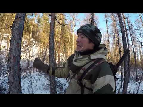 Охота на изюбря с собаками