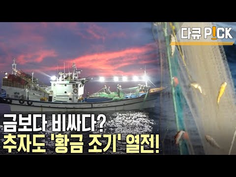 Half the year is spent at sea, not at home! A battle of croaker fishing between two veteran and r...