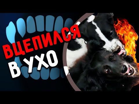 Перс подрался с Нукером. Вилли откусил ухо Джине. Виола дала леща Изюму. У Перса воспалилось ухо.