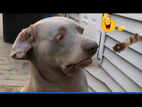 You Will Die Laughing At These Dogs 😹🐶 Funniest Cat & Dog and Animal of 2025 Ever!