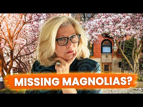 WHAT Happened to BOSTON'S Best Kept Secret Magnolias?