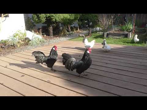 winter in the garden, December