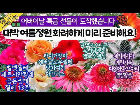 [특급 이벤트] 봄부터 여름 정원까지 완벽하게 준비하기! 신상입고 13종 찔레 노지월동 다년생 식물 특집| 전국택배가능 010-2548-7544 #찔레꽃 #야생화 #봄꽃 #여름꽃
