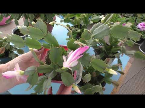 ЦВЕТЕНИЕ ДЕКАБРИСТОВ В ИЮНЕ! Пересадка, формирование, размножение