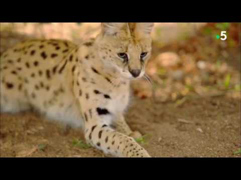 Histoires de chats - saison 1 épisode 2 - Félin de compagnie