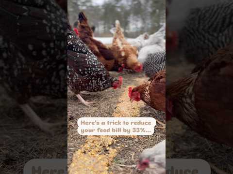 How to Ferment Chicken Feed and Save $$!! (Instructions and discount in description)