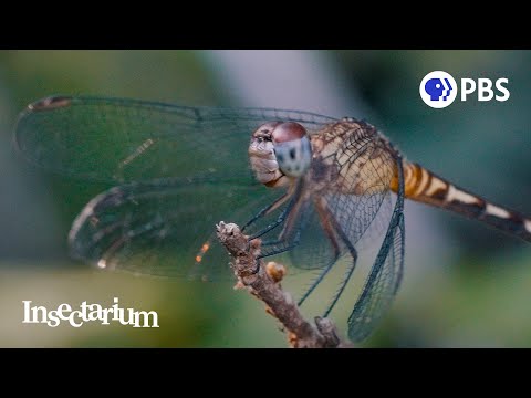 Why Dragonflies Are Even More Magical Than You Think
