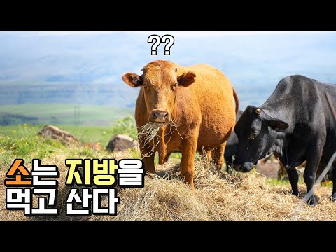 소는 풀이 아닌 지방을 먹고 산다.