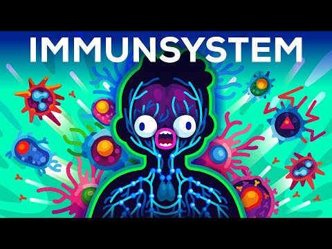 Das Immunsystem erklärt