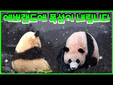 2025년 12월 13일 에버랜드에 폭설이 내립니다 에버랜드 판다월드 세컨하우스 루이바오 후이바오 