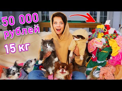 All my dogs' and cat's clothes! A fashion show and wardrobe overview of my pets.