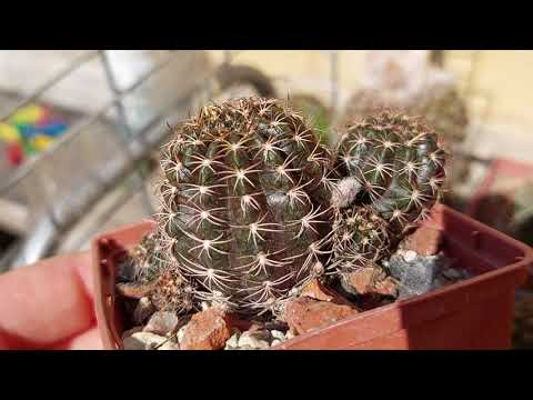 Лобивии в моей коллекции. Выращивание и уход.