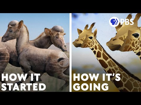 Why The Giraffe Got Its Neck