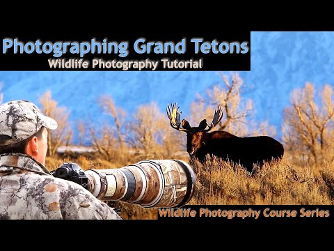 Photographing Wildlife of Grand Teton NP - Wild Photo Adventures