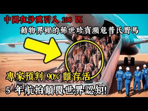 誰都不看好！中國在庫布其沙漠引入108 匹瀕危普氏野馬，專家預判 90% 難存活，5 年航拍顛覆世界！ #中國生態 #全球環保 #普氏野馬