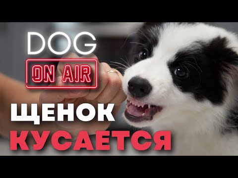 Щенок кусает руки 🎙️ Разбираем реальные ошибки