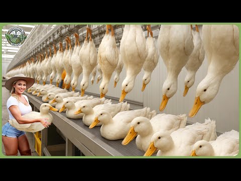 How Ducks Are Processed – Incredible Millions of Ducks for Meat Production