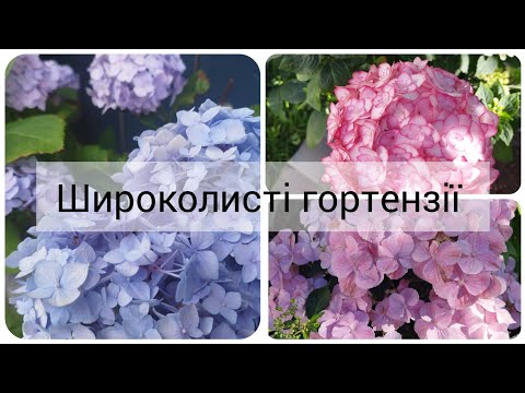 Широколисті гортензії/Гортензії макрофіли/липень, 2025
