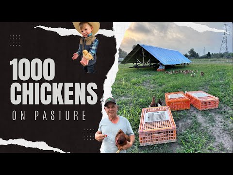 How we raised 1000 Chickens on Pasture