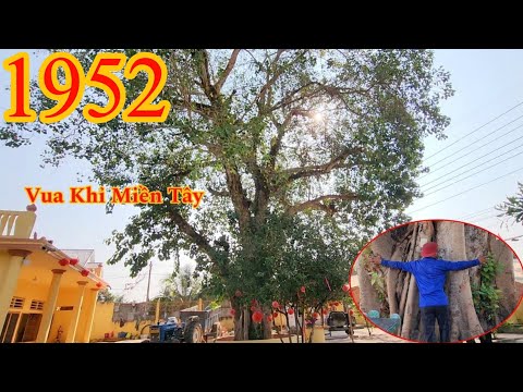 Full : Vua Khỉ cưa tỉa cành cây Bồ Đề khủng , phần thân 4 người ôm Cutting bodhi tree