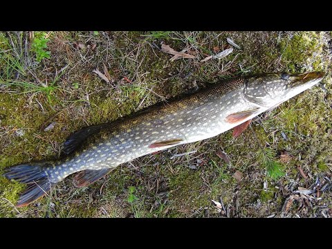 Знакомство с Карелией. Марс атакует. Часть 2