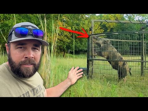 Caught the Big Hog I've Been After!