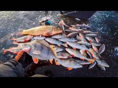 Цей БАЛАНСИР творить ЧУДЕСА, ОКУНЬ клює в заглот, навіть САЗАН хватає в рот, Горбачі