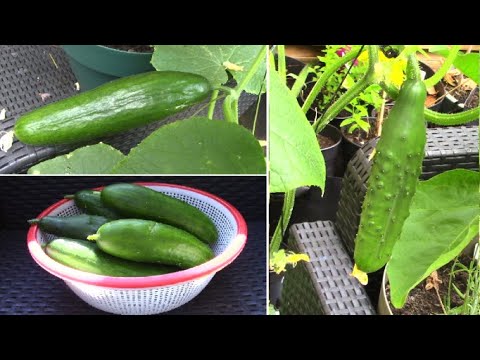 Faire pousser du concombre en pot / Growing cucumbers in containers