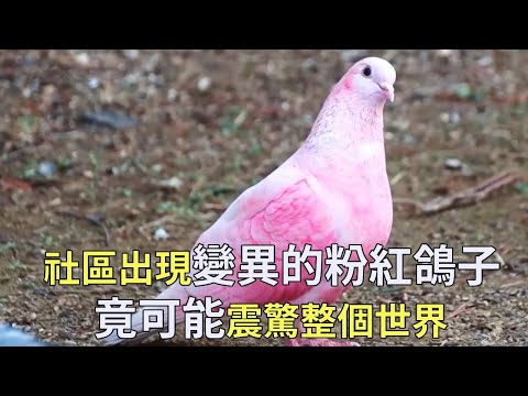 Pink变异 pigeons have appeared in the community  attracting countless people to watch  and experts sa