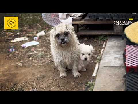 This Is My Only Child" – To Keep It Alive, the Stray Dog Pushed Its Puppy Toward Me