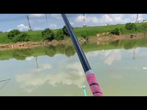 野钓就是不确定下一竿上什么鱼,上次说深水没罗非,这里接近6米深老上罗非😭#爱生活爱钓鱼 #鲮刀 #野钓 #罗非