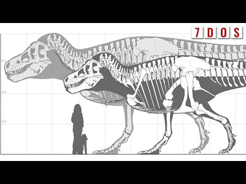 T. rex Might Have Been Even Bigger Than We Thought | 7 Days of Science