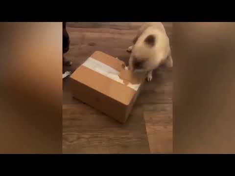 Tente não rir com esses animais mais engraçados