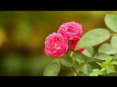 NERVOUS SYSTEM RECOVERY! Music for the deep soul! Music that heals! Listen and feel.