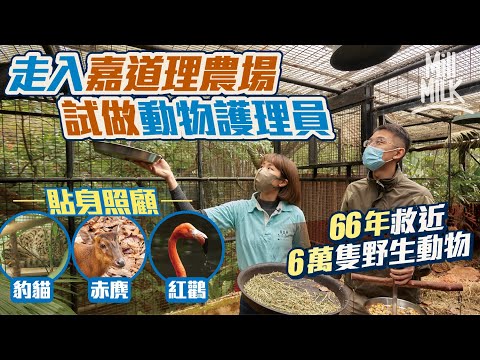 #MM｜走入嘉道理農場 實試做動物護理員助手 照顧本土罕見野生動物豹貓、赤麂、紅鸛 無需專業資格 包辦廚師、清潔、搬運及籠舍設計師 嘉道理農場66年救近6萬隻野生動物｜#試一次 #4K