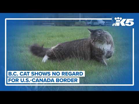 Cat disregards Canada-U.S. border at will