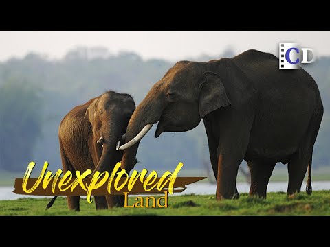 The "queen of the rainforest" lives in the world's most biodiverse regions | China Documentary