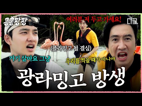 [#콩콩팡팡] "광수 형 놔두고 가면 안 돼요?"🦩 동족(?) 만나 흥분한 광라밍고 두고 떠나는 동생들ㅋㅋ