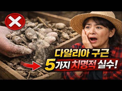 당신의 다알리아 구근이 먼지가 되는 5가지 치명적인 실수 | 내년에도 예쁜 꽃 보려면 절대 이렇게 하지 마세요!